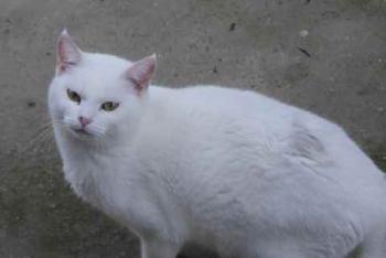 Nieves Bild von Nieves