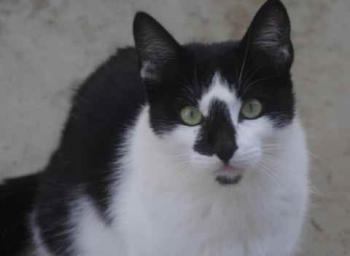 Bild von Boo