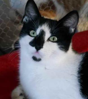 Bild von Boo