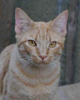 Neila Bild von Neila