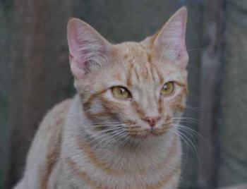 Neila Bild von Neila