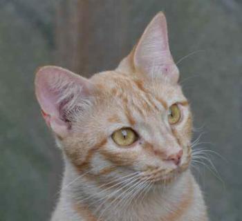 Neila Bild von Neila