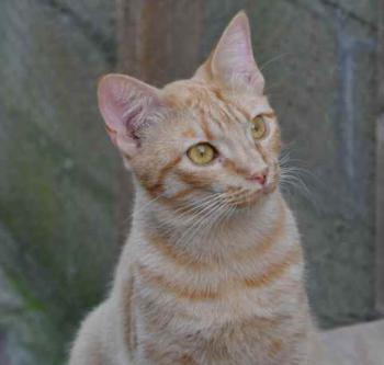 Neila Bild von Neila