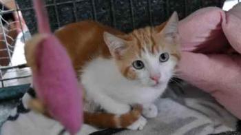 Pepin Bild von Pepin