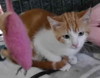 Pepin Bild von Pepin