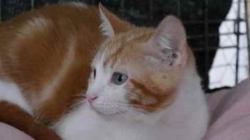 Pepin Bild von Pepin
