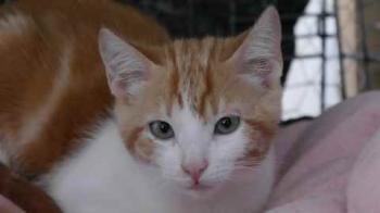 Pepin Bild von Pepin