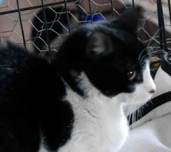 Ishi Bild von Ishi