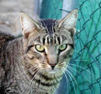 Yoschi Bild von Yoschi