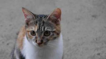 Lisha Bild von Lisha
