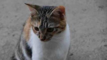 Lisha Bild von Lisha