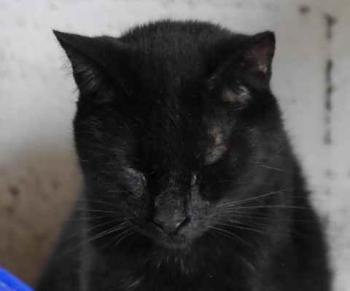 Bild von Coco