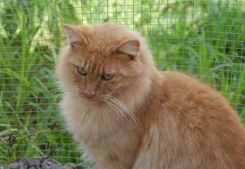 Nanuk Bild von Nanuk