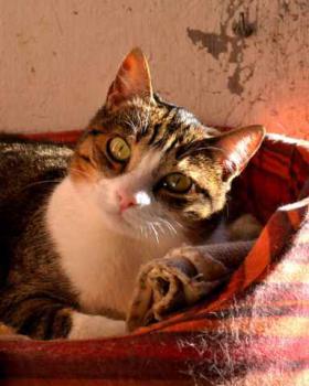 Bild von Sweet