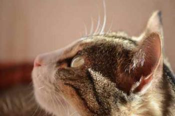 Bild von Sweet