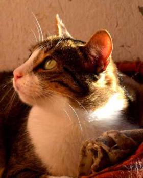 Bild von Sweet