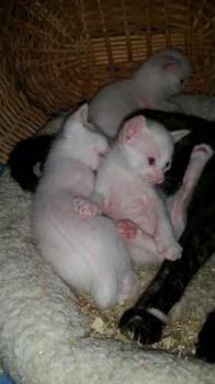 Raton Bild von Raton