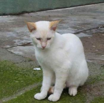 Raton Bild von Raton