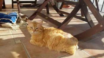 Dartacat Bild von Dartacat