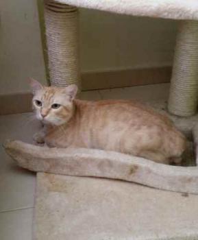 Dartacat Bild von Dartacat