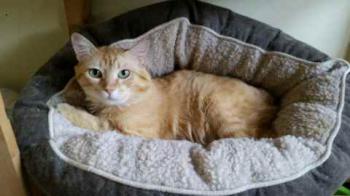 Dartacat Bild von Dartacat