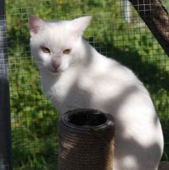 Poppy Bild von Poppy