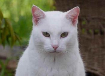 Poppy Bild von Poppy