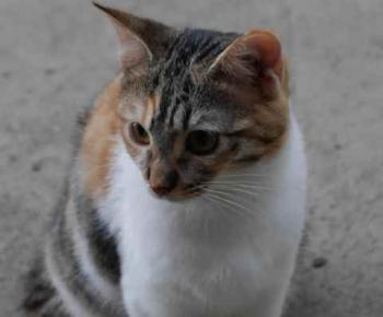Lisha Bild von Lisha