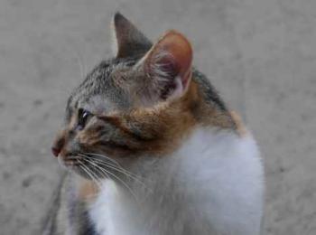 Lisha Bild von Lisha