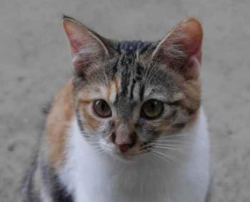 Lisha Bild von Lisha