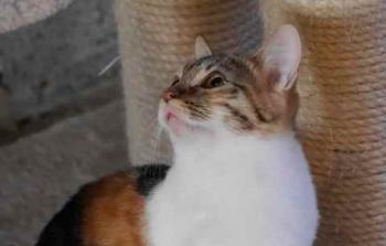 Lisha Bild von Lisha
