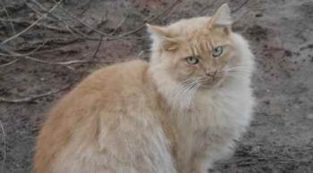 Nanuk Bild von Nanuk