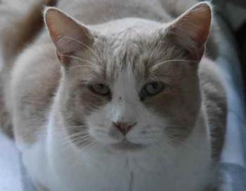 Canelito Bild von Canelito