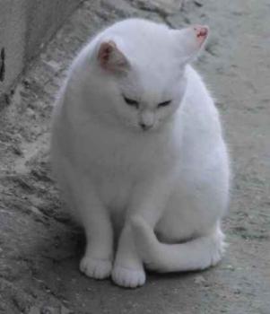 Nieves Bild von Nieves