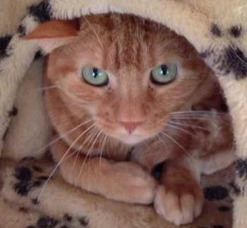 Anakin Bild von Anakin