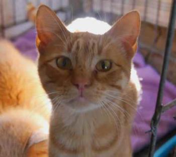 Banjit Bild von Banjit