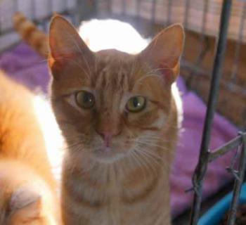 Banjit Bild von Banjit