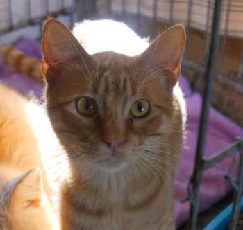 Banjit Bild von Banjit