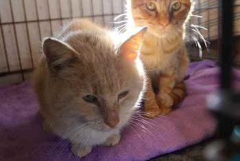 Banjit Bild von Banjit