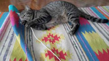 Yuki Bild von Yuki