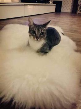 Bild von Lisa