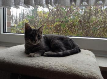 Noori Bild von Noori