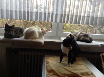 Bild von Sita
