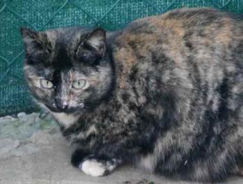 Sanya Bild von Sanya