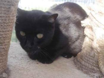 Pucca Bild von Pucca