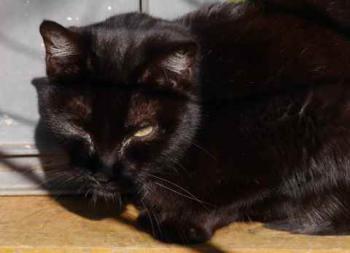 Pucca Bild von Pucca