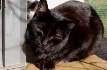 Pucca Bild von Pucca