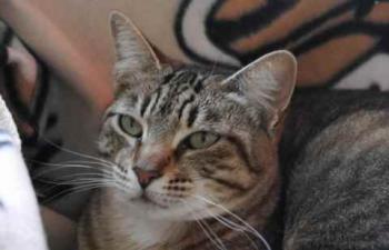 Phelina Bild von Phelina