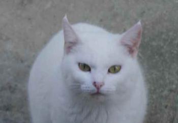 Nieves Bild von Nieves