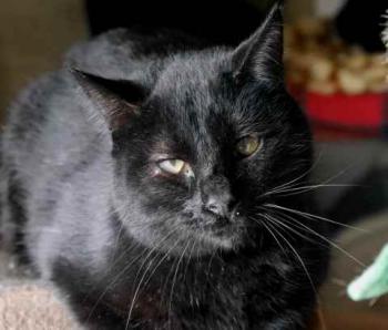 Bild von Coco